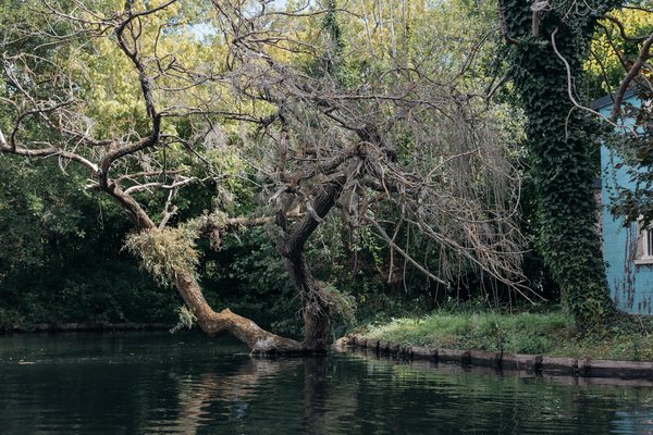 Come soccorrere un cane in caso di emergenza?